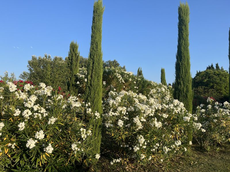 foto 15 Aluguer de férias entre particulares Saint Rémy de Provence maison Provença-Alpes-Costa Azul Bocas do Ródano Jardim