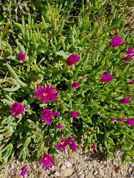 foto 18 Aluguer de frias entre particulares Uzs appartement Languedoc-Roussillon