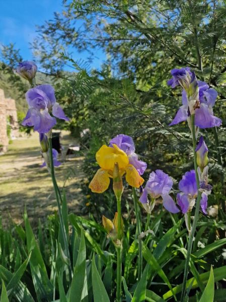 foto 7 Aluguer de férias entre particulares Uzès appartement Languedoc-Roussillon