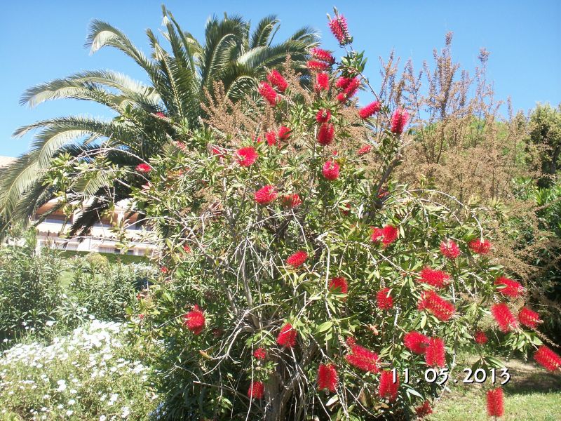 foto 12 Aluguer de frias entre particulares Sainte Maxime appartement Provena-Alpes-Costa Azul Var Jardim