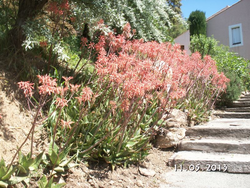 foto 13 Aluguer de frias entre particulares Sainte Maxime appartement Provena-Alpes-Costa Azul Var Jardim