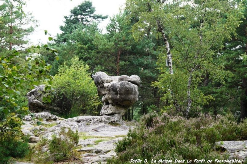 foto 21 Aluguer de frias entre particulares Fontainebleau maison Ile-de-France Seine-et-Marne Outras