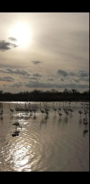 foto 14 Aluguer de frias entre particulares Port Camargue studio Languedoc-Roussillon Gard