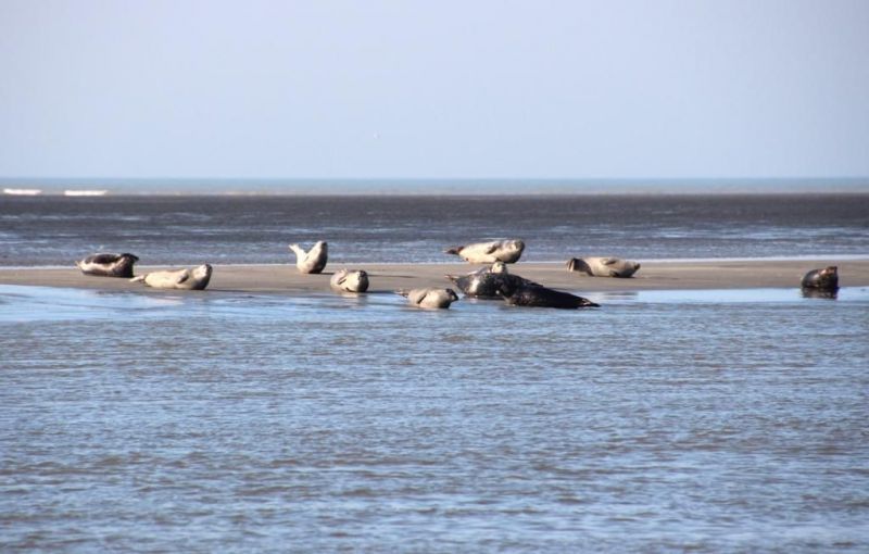 foto 3 Aluguer de férias entre particulares Berck-Praia gite Nord-Pas de Calais Pas de Calais Vista dos arredores