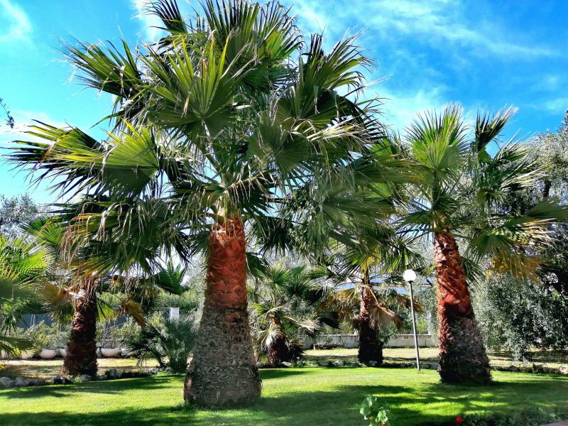 foto 1 Aluguer de frias entre particulares Peschici appartement Puglia Foggia (provncia de) Jardim