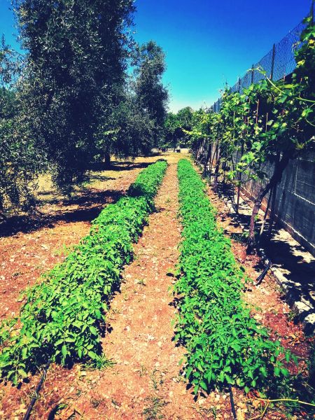 foto 8 Aluguer de frias entre particulares Peschici appartement Puglia Foggia (provncia de)