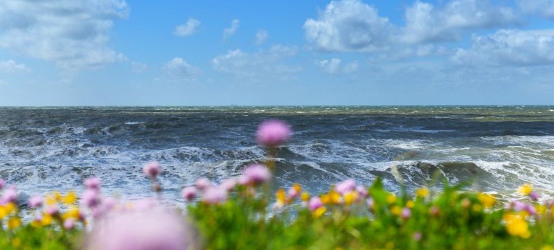 foto 22 Aluguer de férias entre particulares Wissant gite Nord-Pas de Calais Pas de Calais