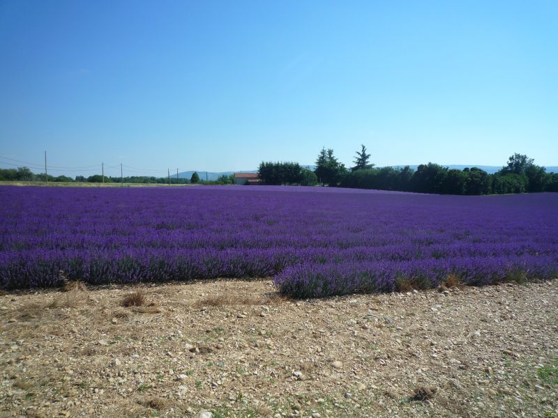 foto 14 Aluguer de férias entre particulares Forcalquier gite Provença-Alpes-Costa Azul Alpes da Alta Provença