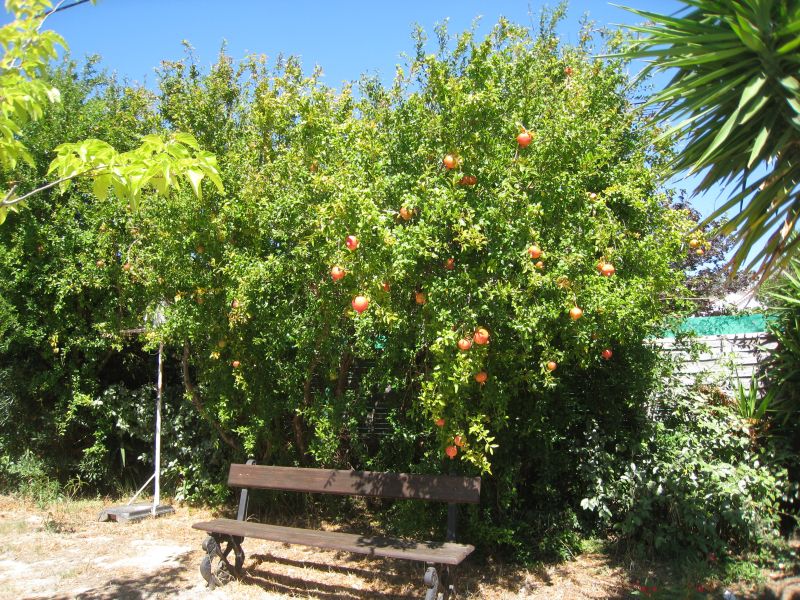 foto 4 Aluguer de frias entre particulares Ollioules villa Provena-Alpes-Costa Azul Var