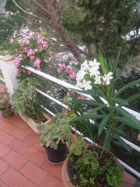 foto 11 Aluguer de férias entre particulares Rosas appartement Catalunha Girona (província de) Terraço