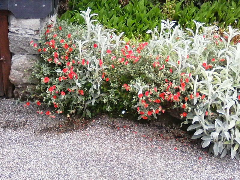 foto 23 Aluguer de férias entre particulares Argeles Gazost gite Midi-Pyrénées Altos Pirineus Jardim