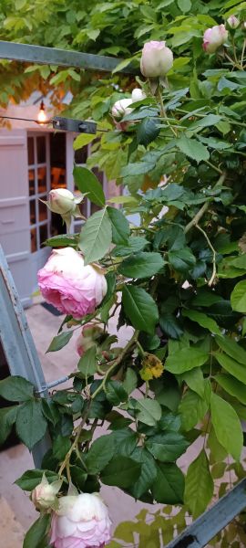 foto 9 Aluguer de férias entre particulares Lauzerte gite Midi-Pyrénées Tarn et Garonne Jardim