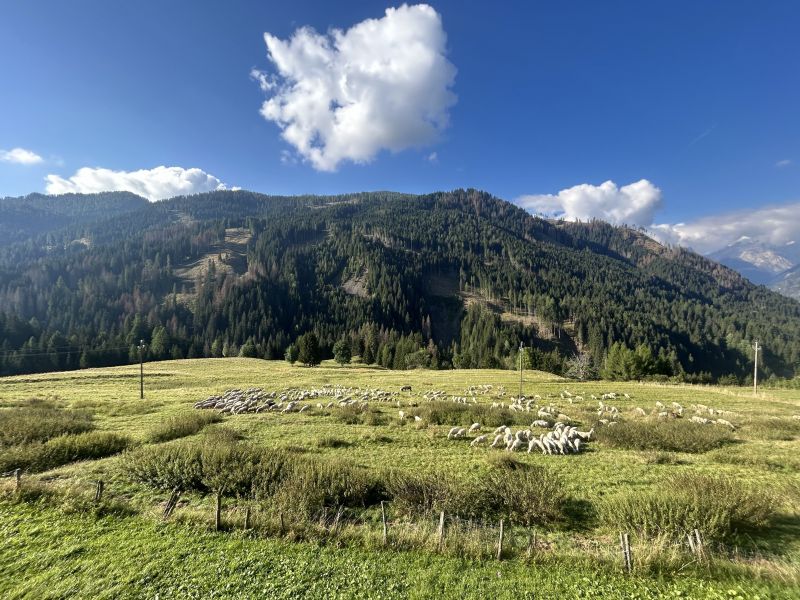 foto 4 Aluguer de frias entre particulares Selva di Cadore appartement Vneto Belluno