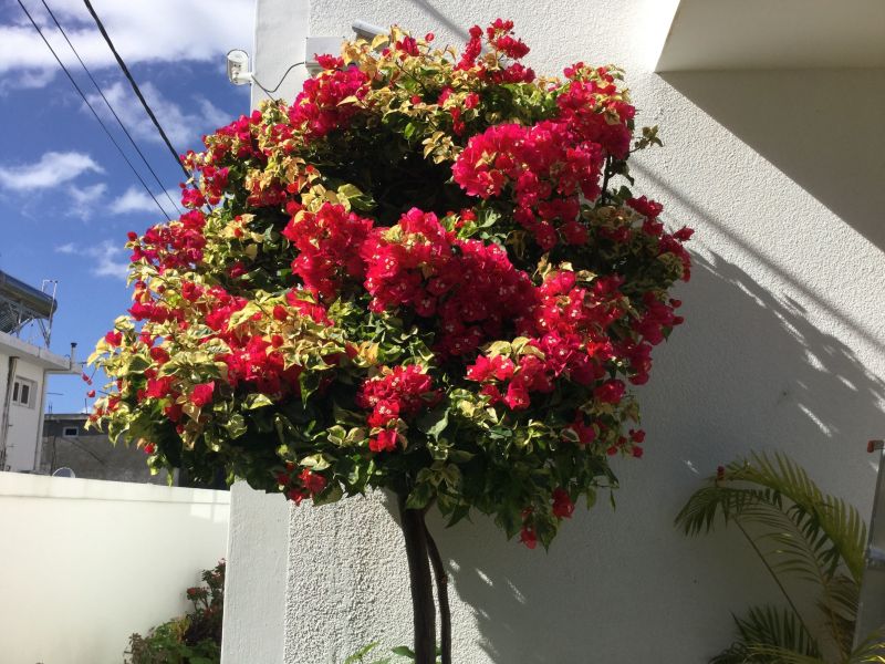 foto 5 Aluguer de férias entre particulares Grand Baie appartement   Jardim