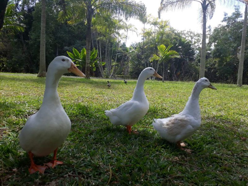 foto 15 Aluguer de férias entre particulares Grand Baie appartement   Outras