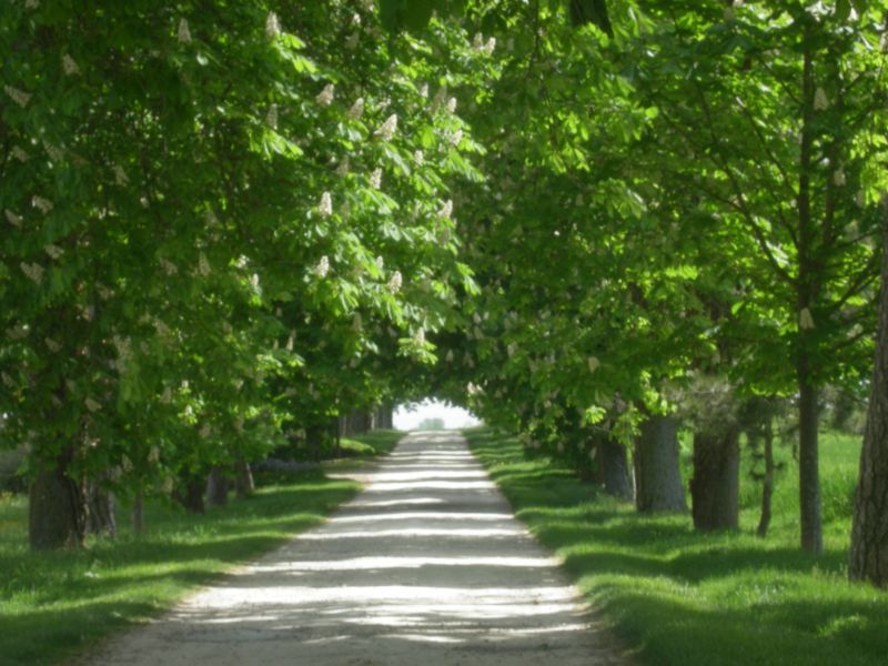 foto 10 Aluguer de férias entre particulares La Rochelle gite Poitou-Charentes Charente-Maritime Outras