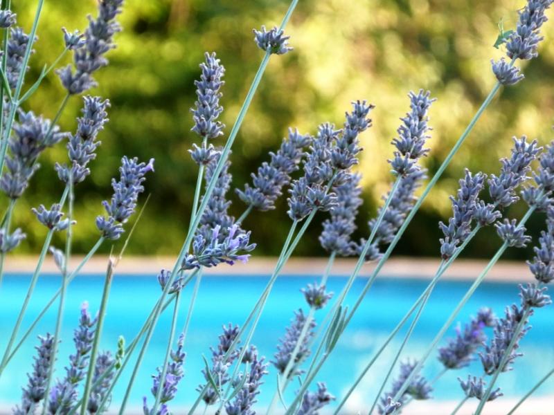 foto 6 Aluguer de férias entre particulares Les Adrets-de-l'Estérel gite Provença-Alpes-Costa Azul Var Piscina