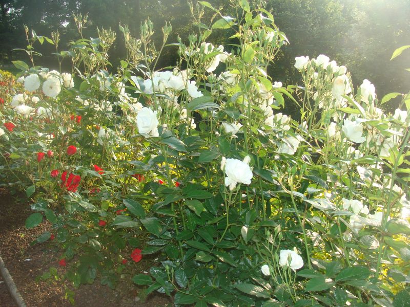 foto 19 Aluguer de férias entre particulares Arromanches gite Baixa-Normandia Calvados Jardim