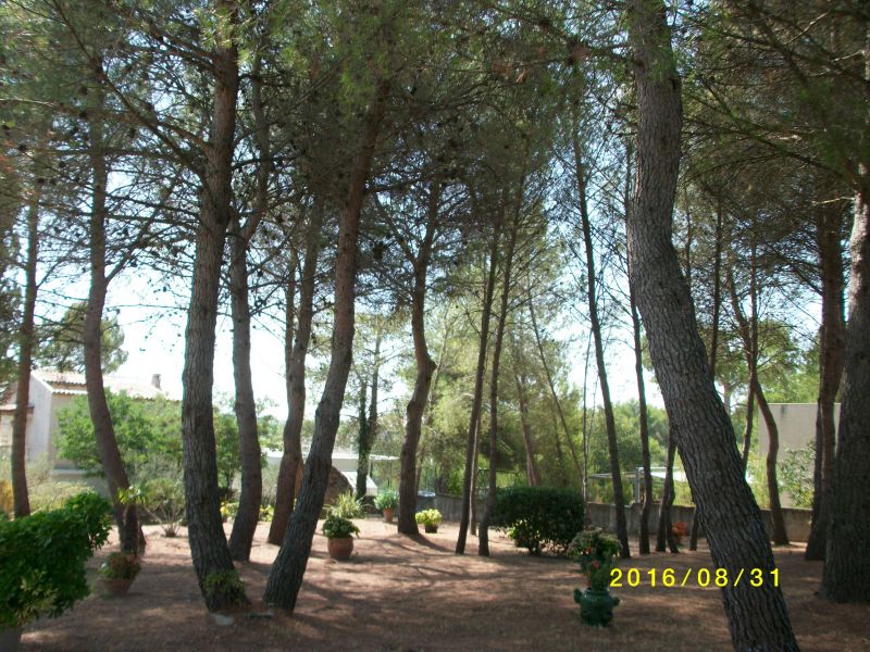 foto 23 Aluguer de frias entre particulares Montpellier gite Languedoc-Roussillon Hrault Jardim