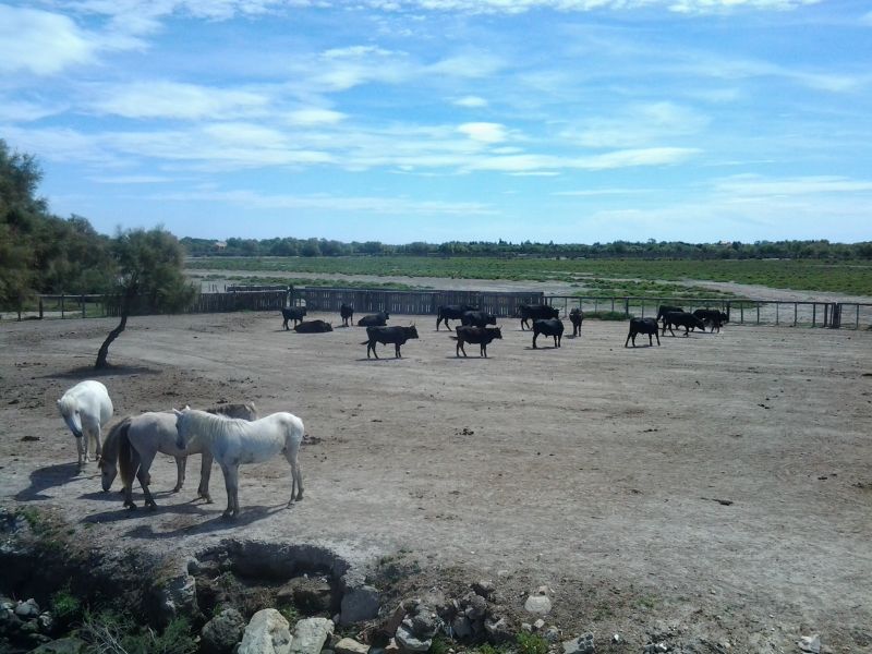 foto 28 Aluguer de frias entre particulares Uzs maison Languedoc-Roussillon Gard