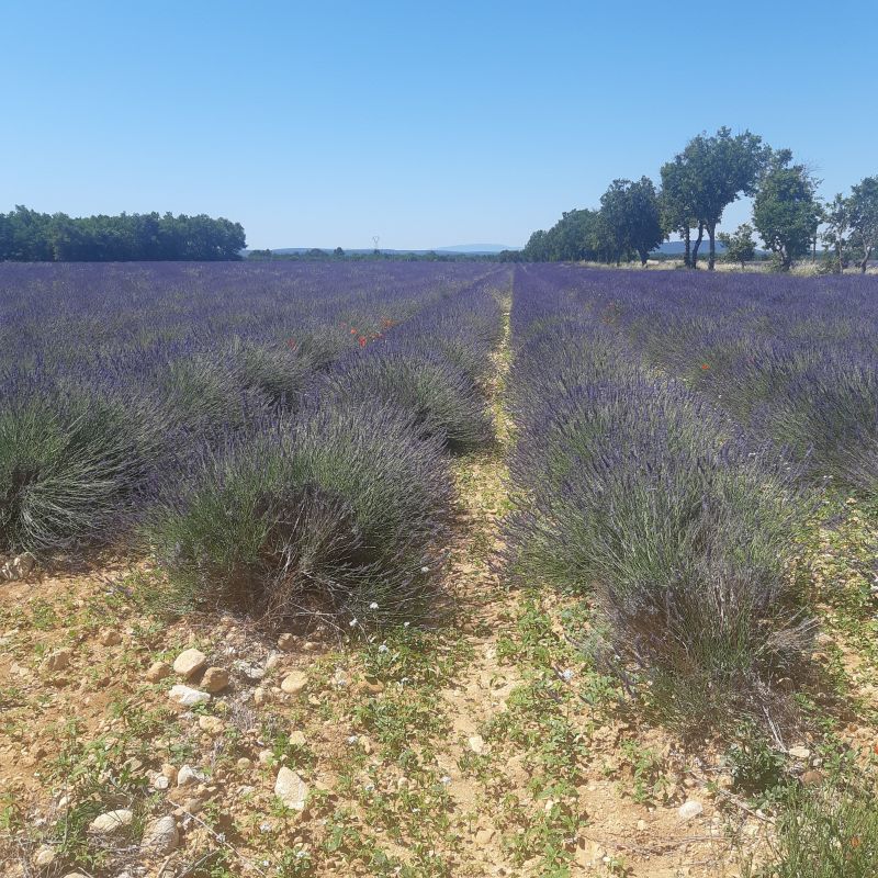 foto 13 Aluguer de férias entre particulares Sainte-Croix-du-Verdon villa Provença-Alpes-Costa Azul