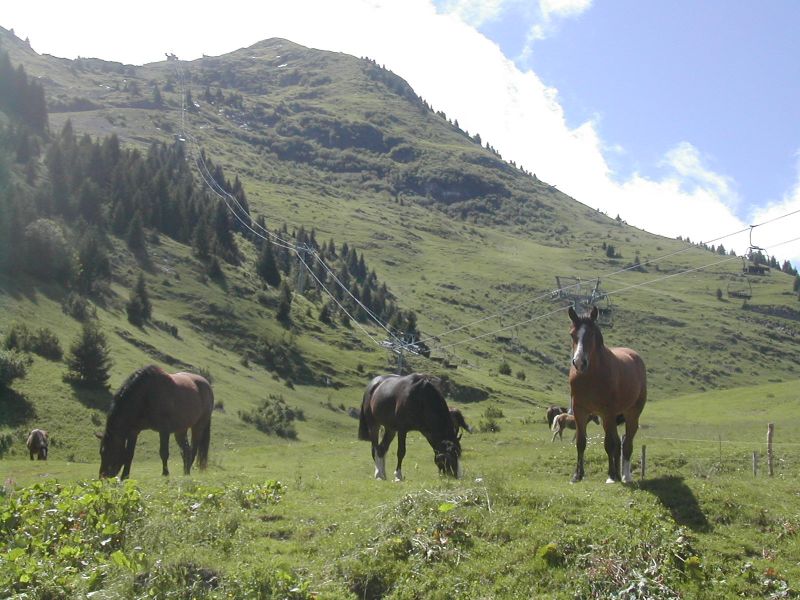 foto 17 Aluguer de frias entre particulares Morzine appartement Rdano-Alpes Alta Sabia