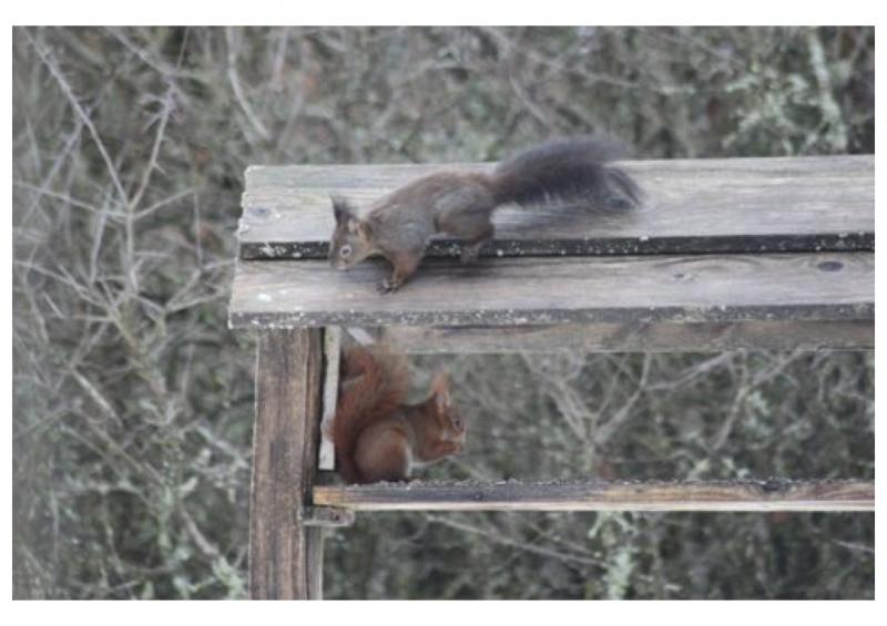 foto 7 Aluguer de frias entre particulares Fort-du-Plasne gite Franche-Comt Jura