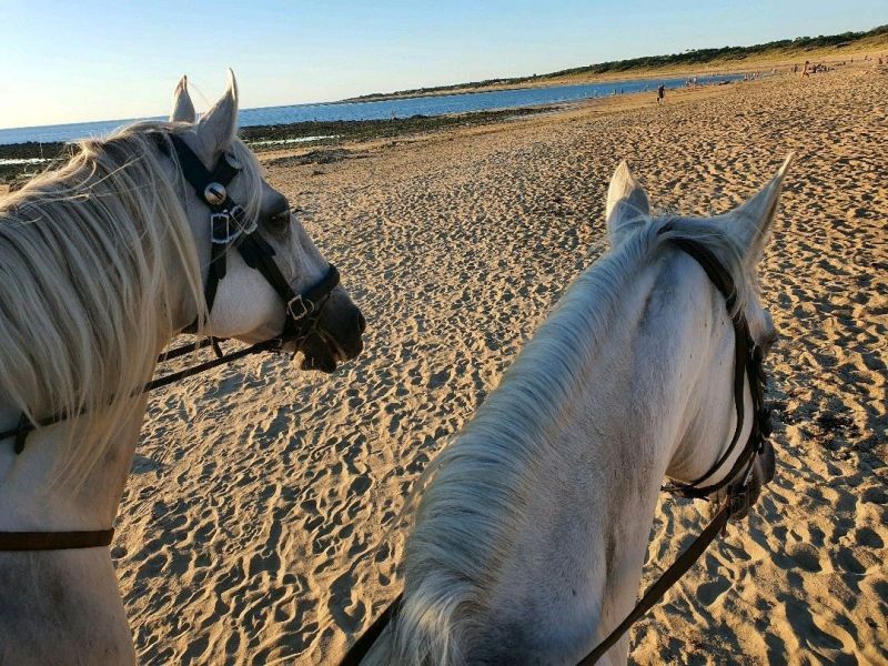 foto 25 Aluguer de férias entre particulares Saint Georges d'Oléron maison Poitou-Charentes Charente-Maritime Outras