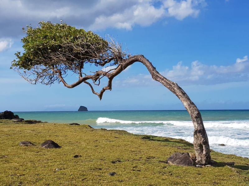 foto 18 Aluguer de férias entre particulares Deshaies gite Basse Terre